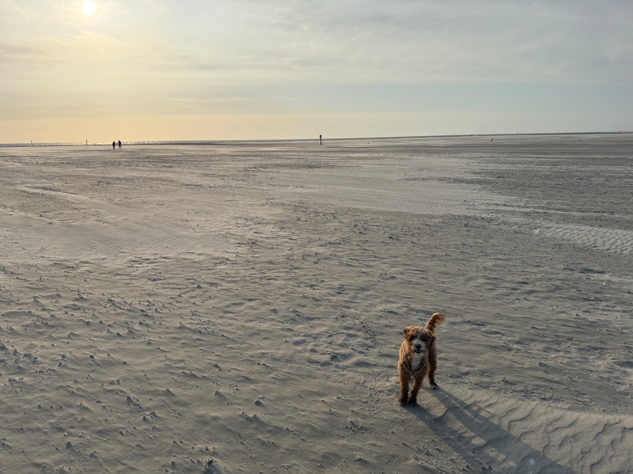 Bailey running on a wide sandy beach at sunset
