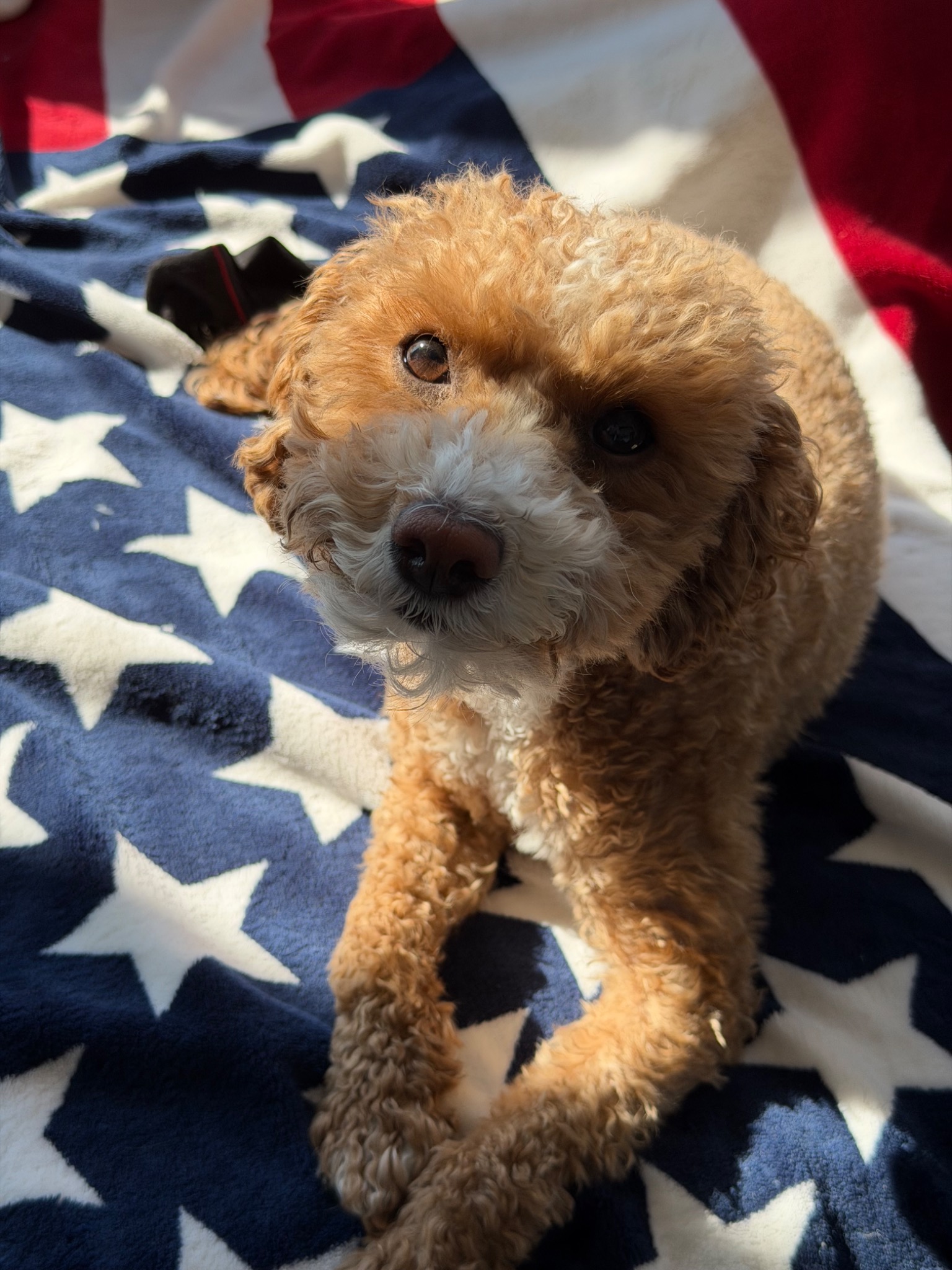 Bailey lying on a stars and stripes blanket
