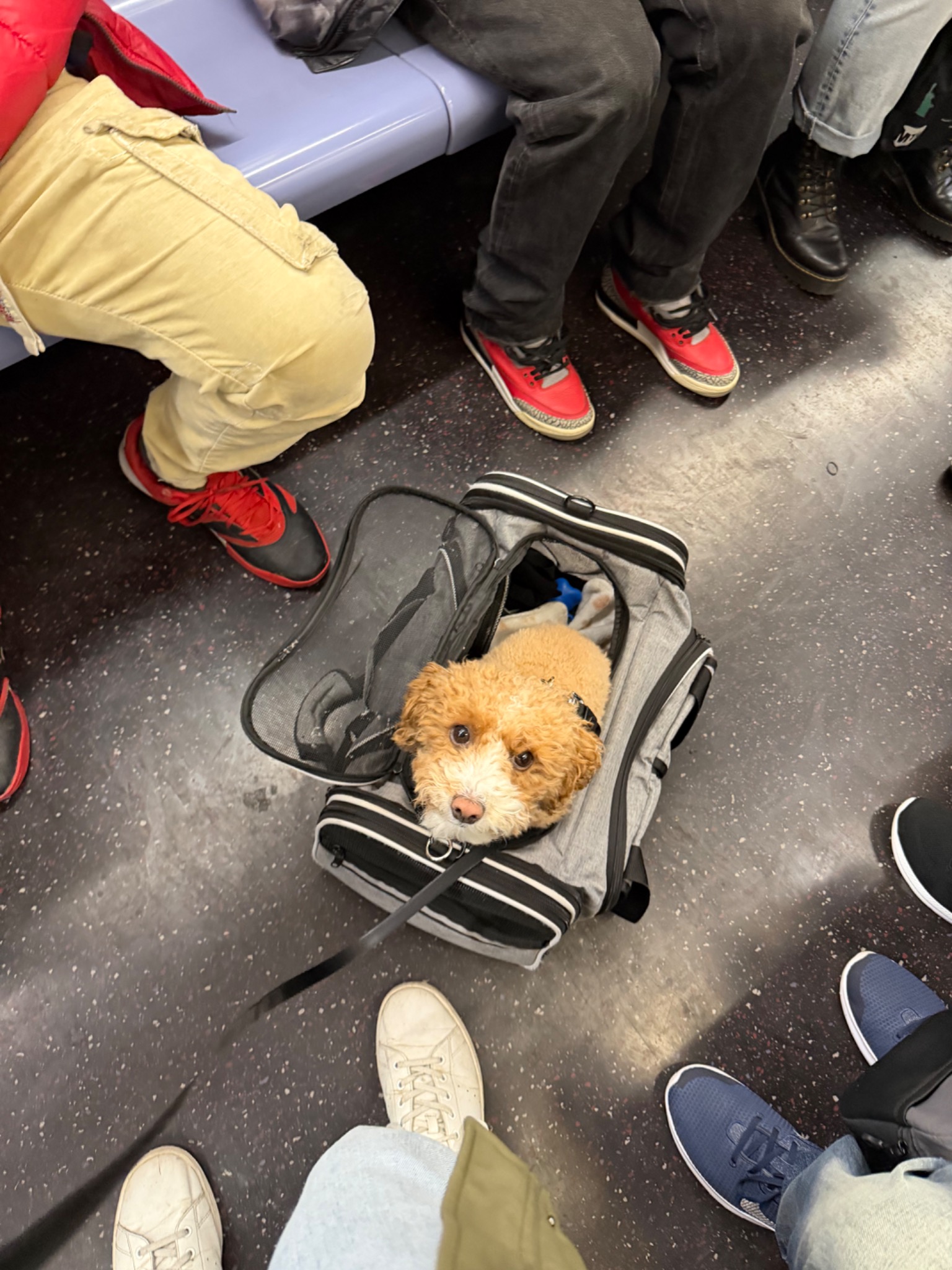 Bailey sitting in a carrier bag on the subway floor